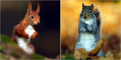 SquirrelRedAndGray2009-06-10.jpg