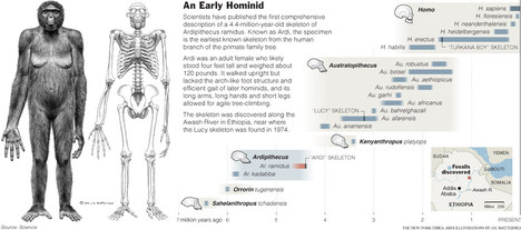 HominidGraphic2009-10-04.jpg