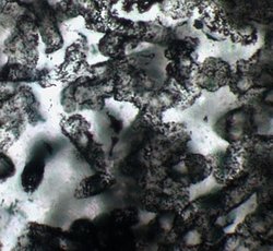 TubularMicrofossilsOldestLife2011-11-11.jpg