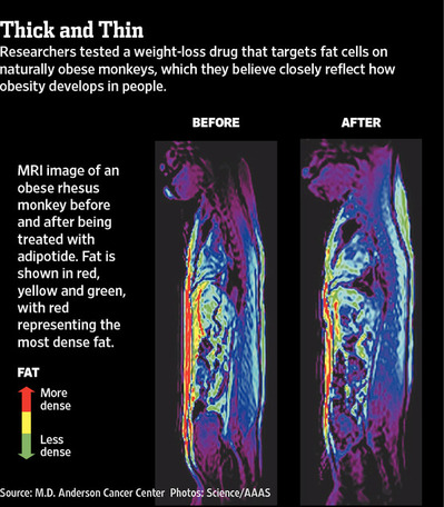 AdipotideObesityGraphic2012-02-05.jpg