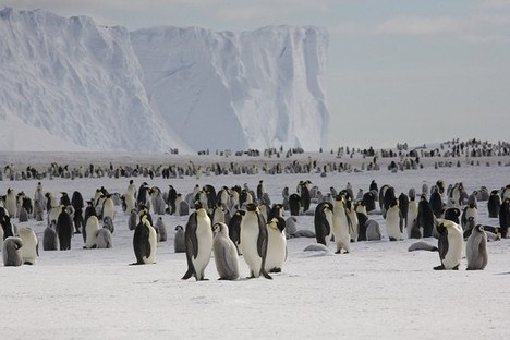 PenguinsGaloreInAntarctica2012-05-17.jpg