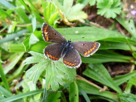 BrownArgusButterfly2012-09-03.jpg