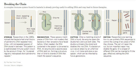 CrisprEditsGenes2014-04-28.jpg